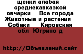 щенки алабая ( среднекавказкой овчарки) - Все города Животные и растения » Собаки   . Кировская обл.,Югрино д.